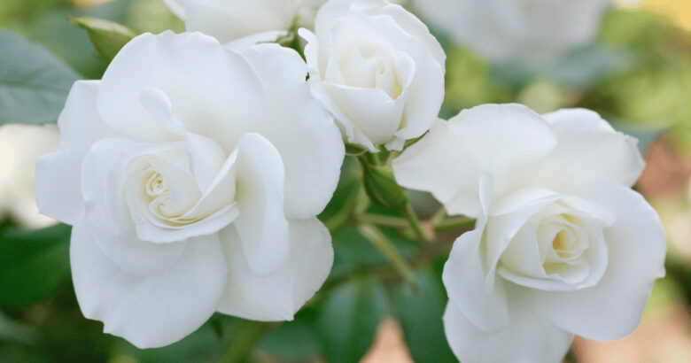 ホワイトローズの花